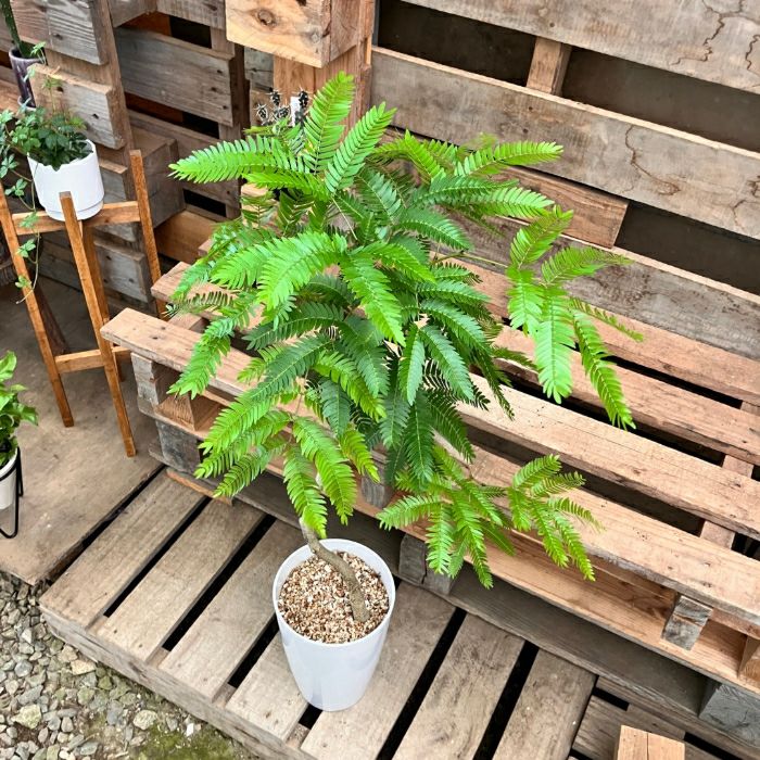 観葉植物現品販売