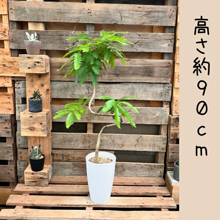 観葉植物現品販売