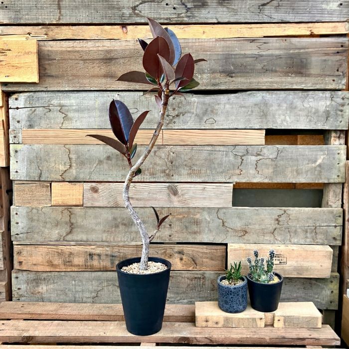 観葉植物現品販売