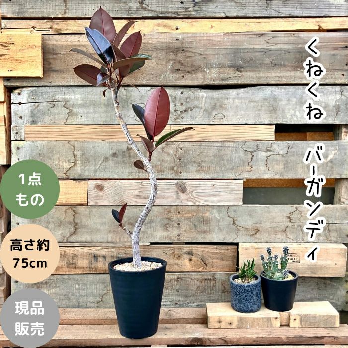 観葉植物現品販売