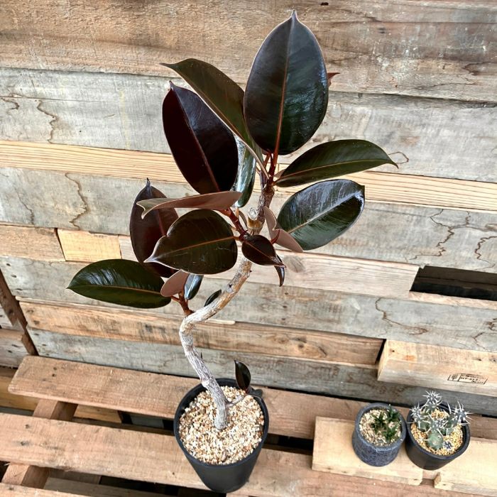 観葉植物現品販売