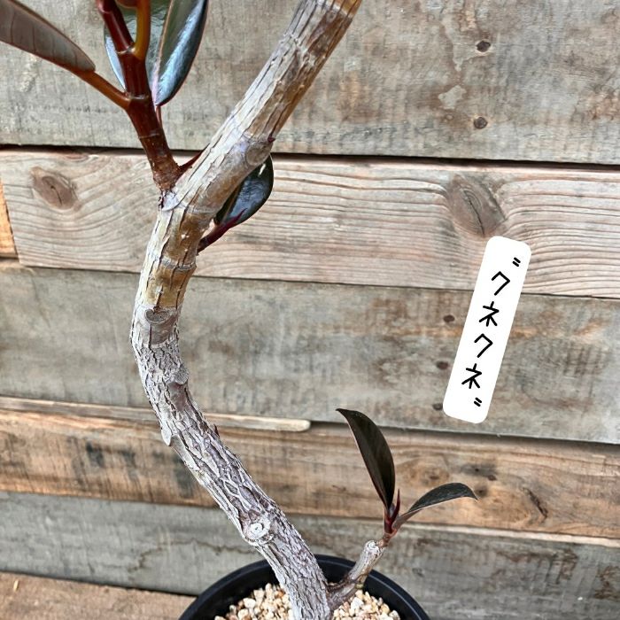 観葉植物現品販売