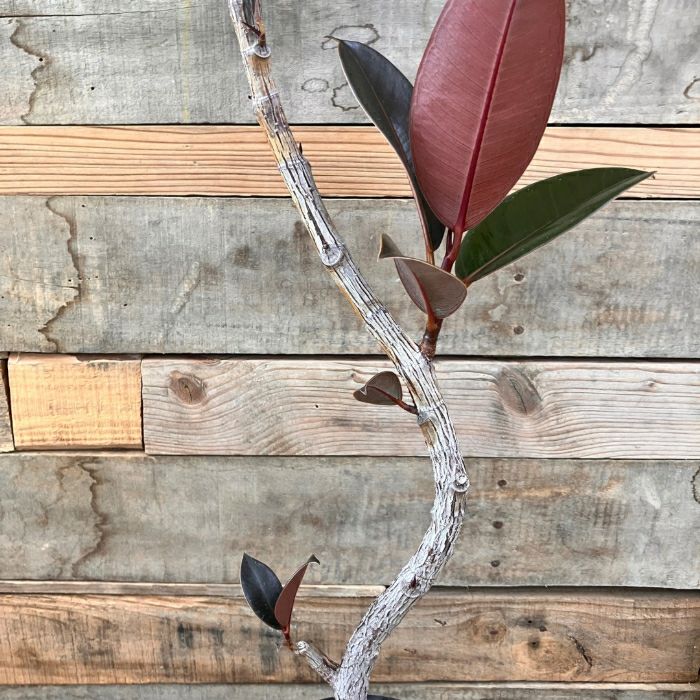 観葉植物現品販売