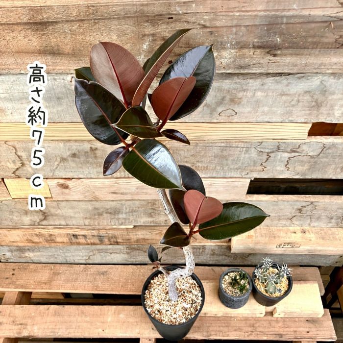 観葉植物現品販売