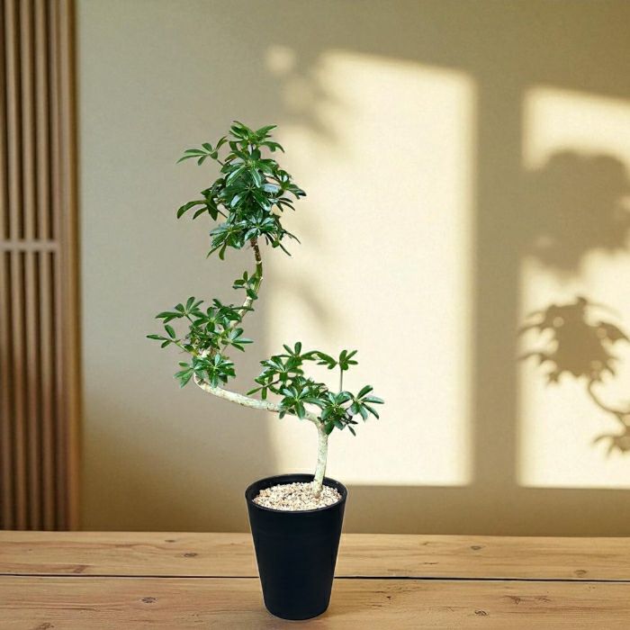 観葉植物現品販売
