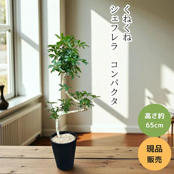 観葉植物現品販売