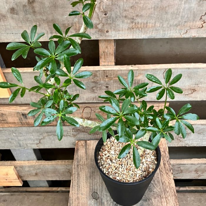 観葉植物現品販売