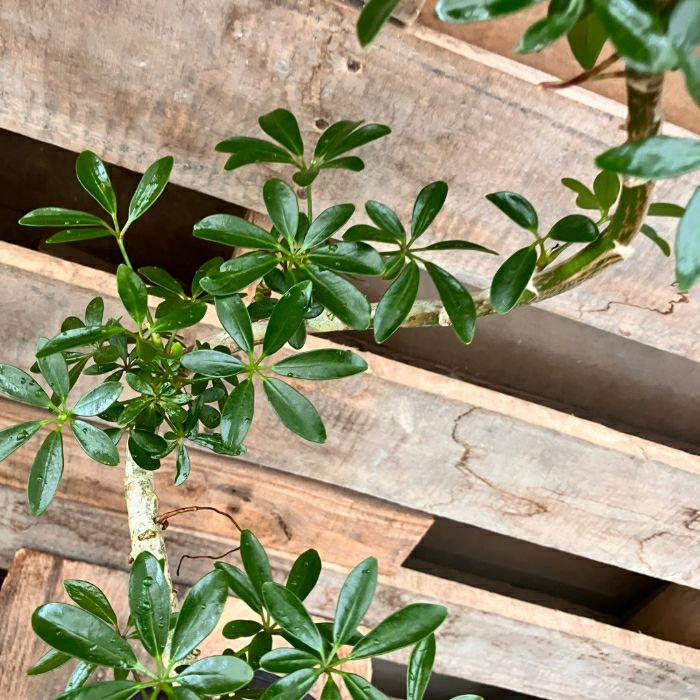 観葉植物現品販売