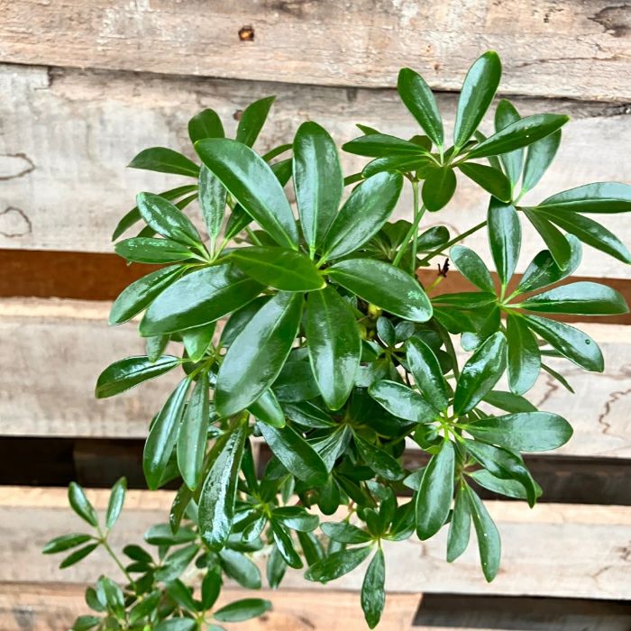 観葉植物現品販売