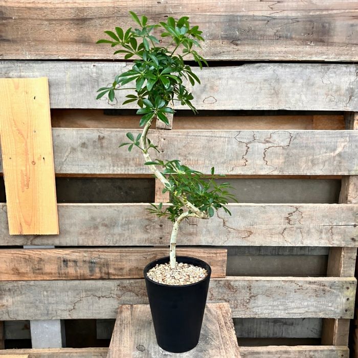 観葉植物現品販売