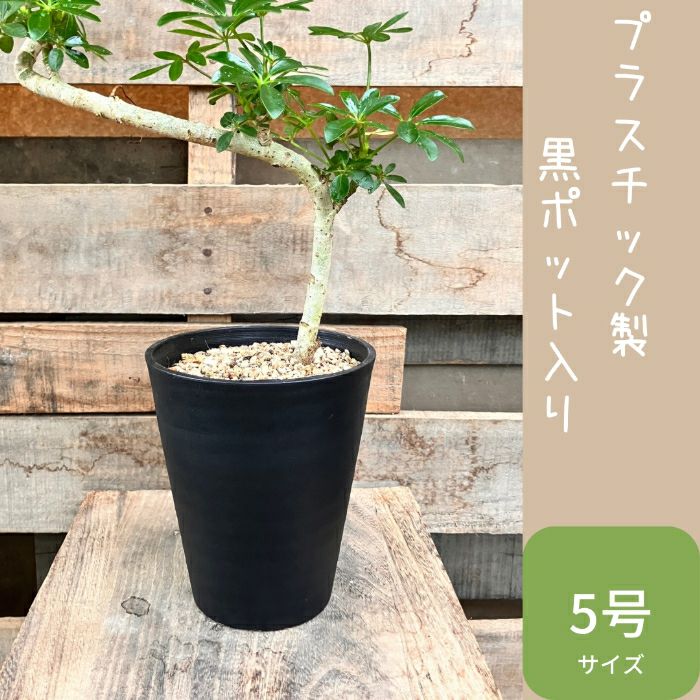 観葉植物現品販売