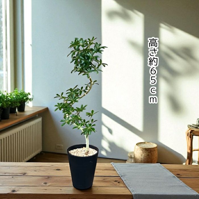 観葉植物現品販売