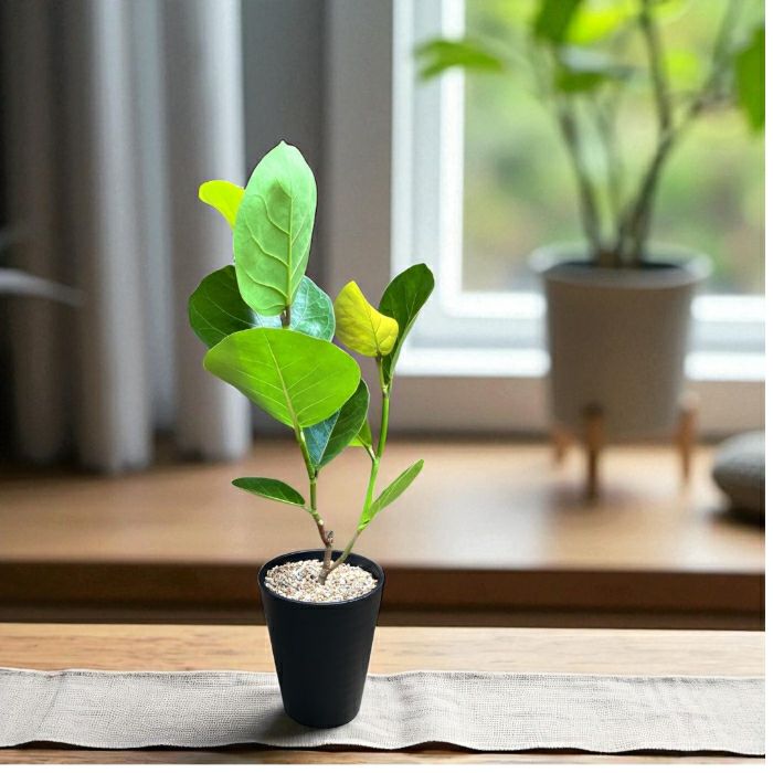 観葉植物現品販売