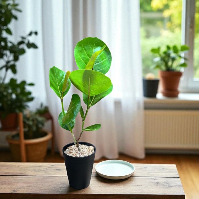 観葉植物現品販売