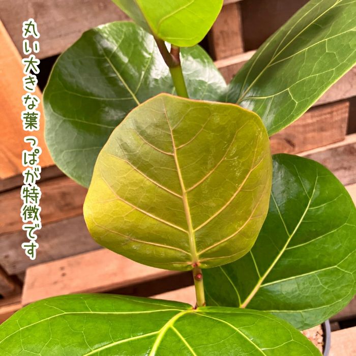 観葉植物現品販売