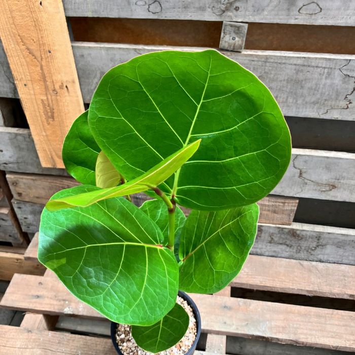 観葉植物現品販売