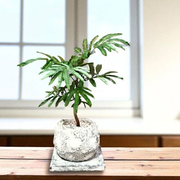 観葉植物 本物 【現品】 ☆くねった樹形☆ 唯一無二 テーブル