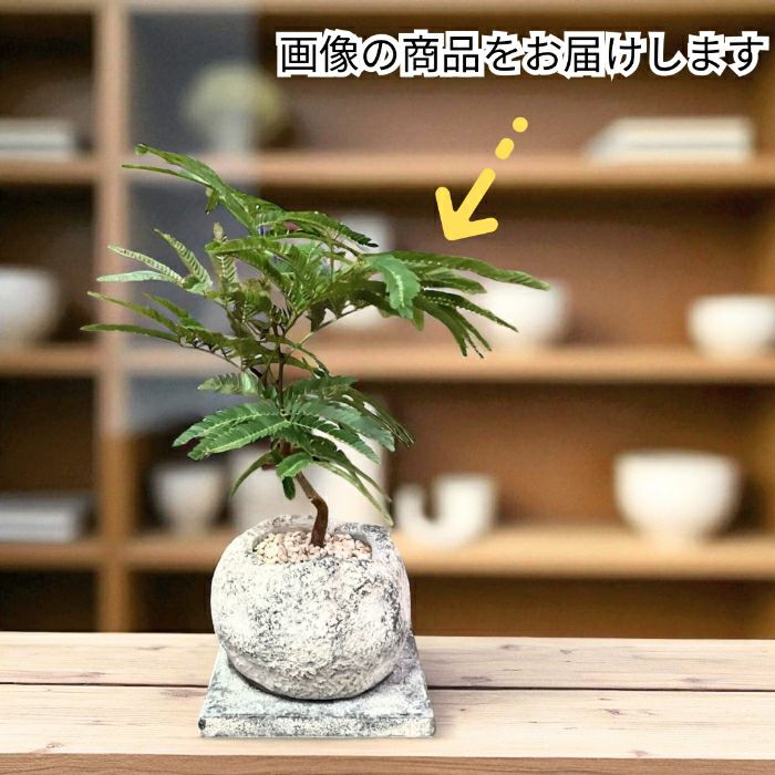 観葉植物現品販売