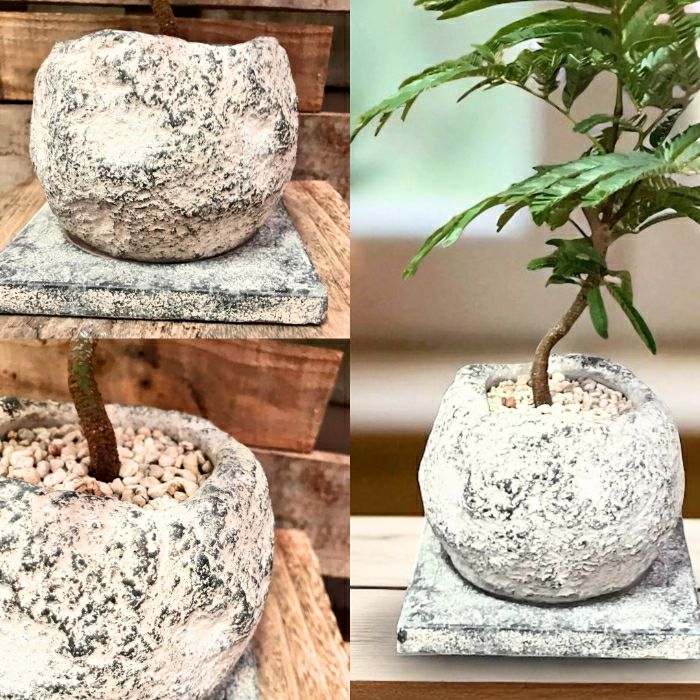 観葉植物現品販売