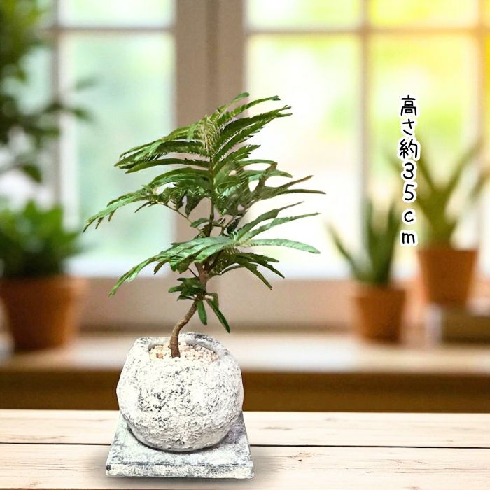 観葉植物現品販売