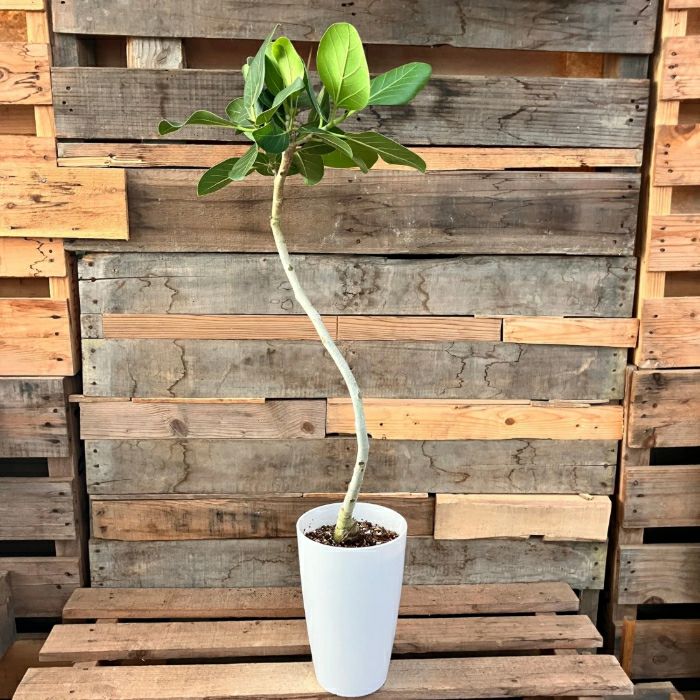 観葉植物現品販売