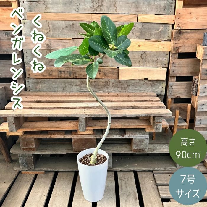 観葉植物現品販売
