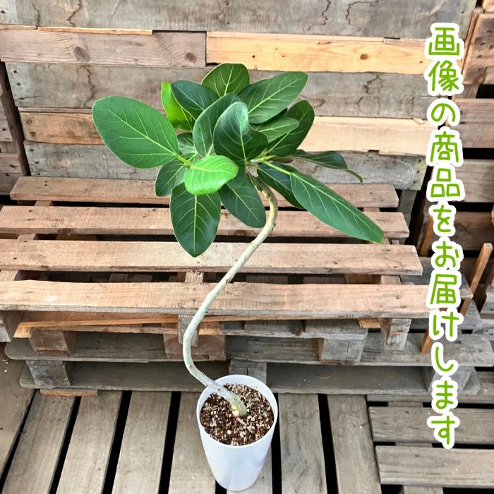 観葉植物現品販売