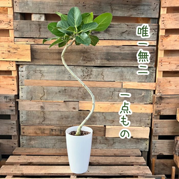 観葉植物現品販売
