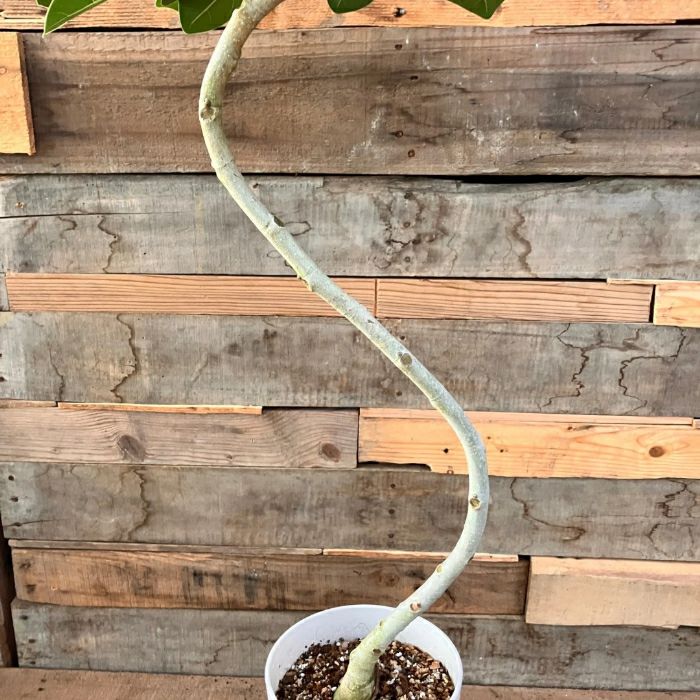 観葉植物現品販売