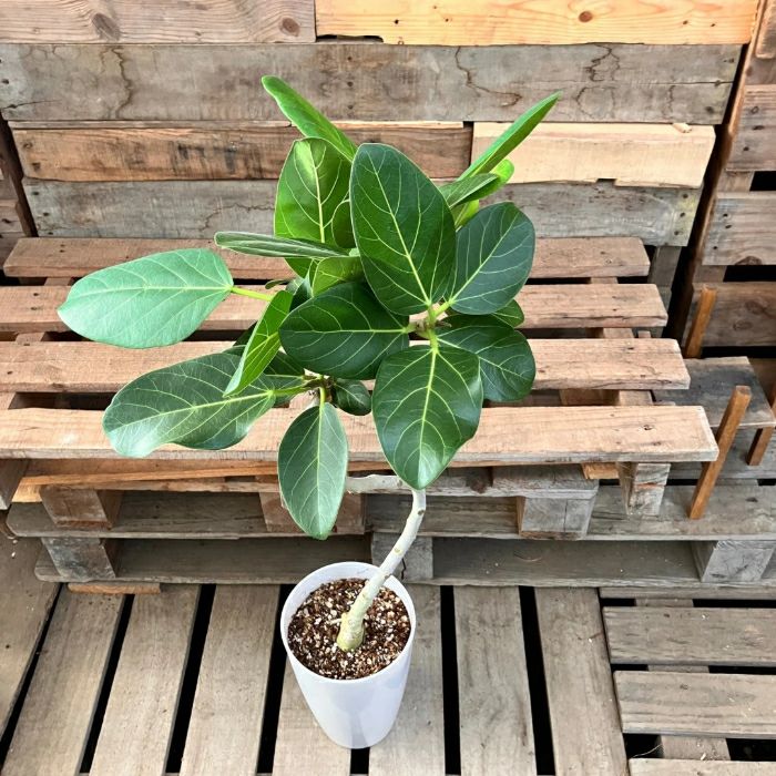 観葉植物現品販売