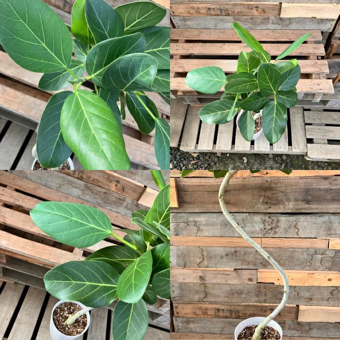 観葉植物現品販売