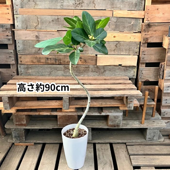 観葉植物現品販売