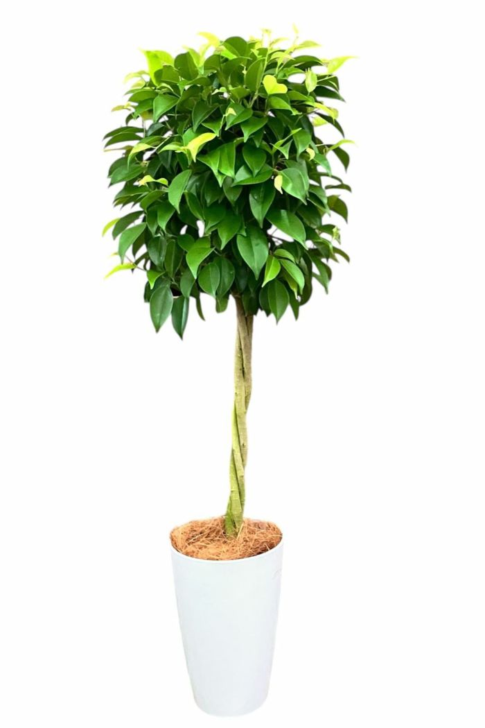 フィカス・ベンジャミナ(ベンジャミン) 7号鉢 観葉植物 本物