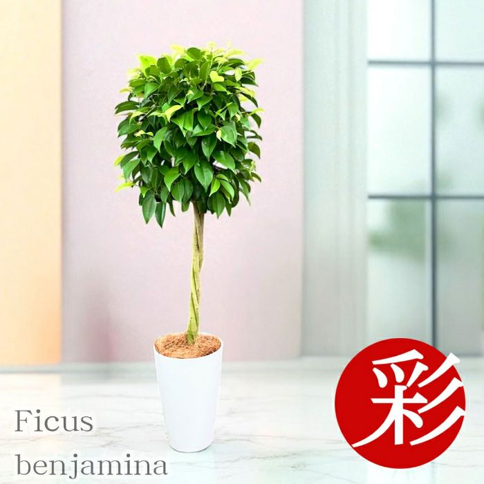 フィカス・ベンジャミナ(ベンジャミン) 7号鉢 観葉植物 本物