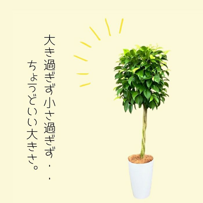 フィカス・ベンジャミナ(ベンジャミン) 7号鉢 観葉植物 本物