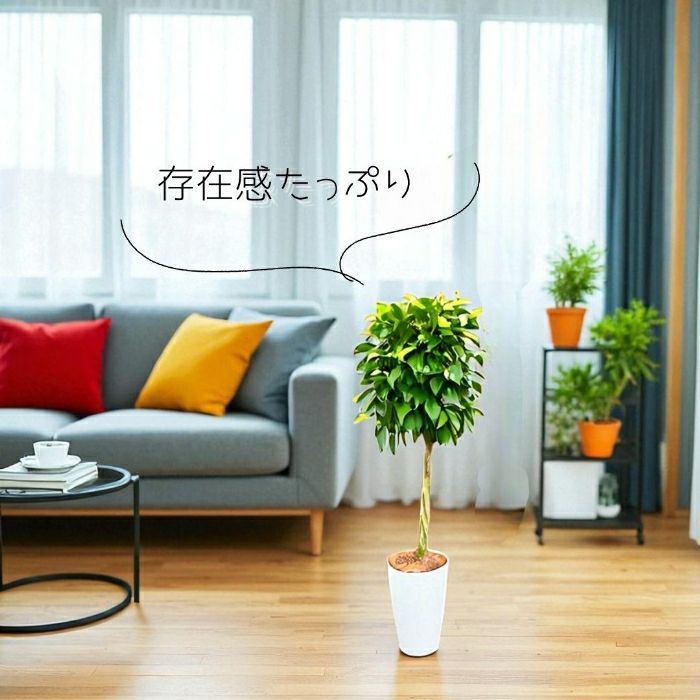 フィカス・ベンジャミナ(ベンジャミン) 7号鉢 観葉植物 本物
