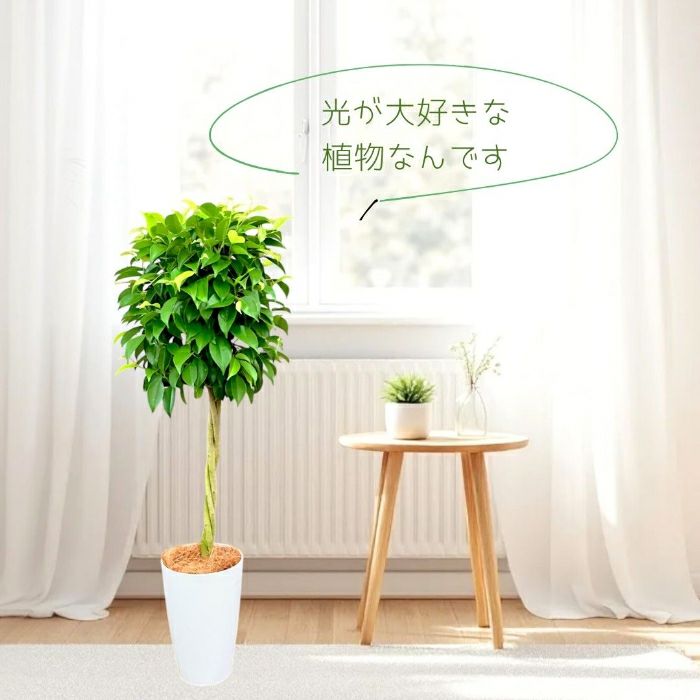 フィカス・ベンジャミナ(ベンジャミン) 7号鉢 観葉植物 本物