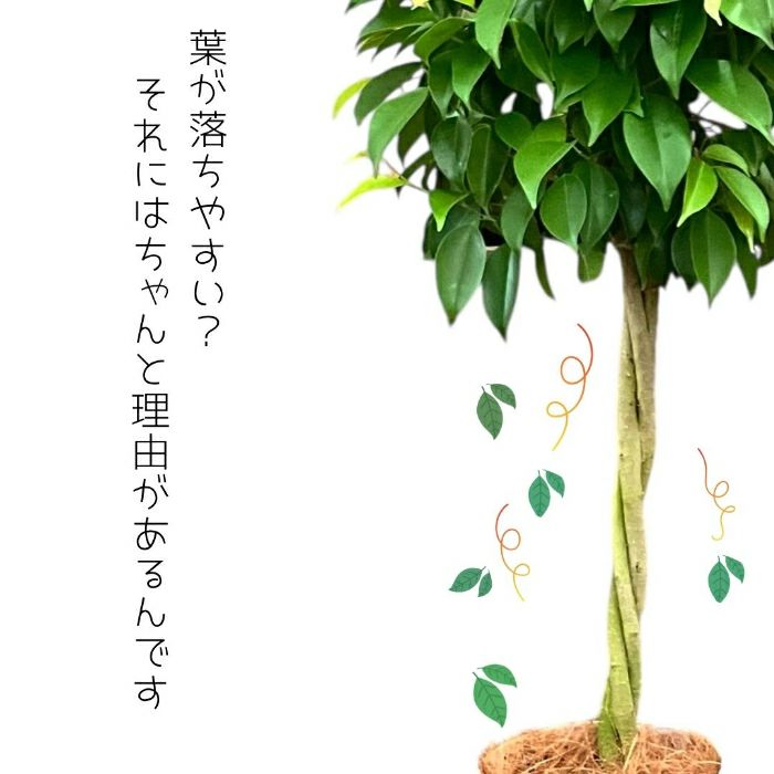 フィカス・ベンジャミナ(ベンジャミン) 7号鉢 観葉植物 本物