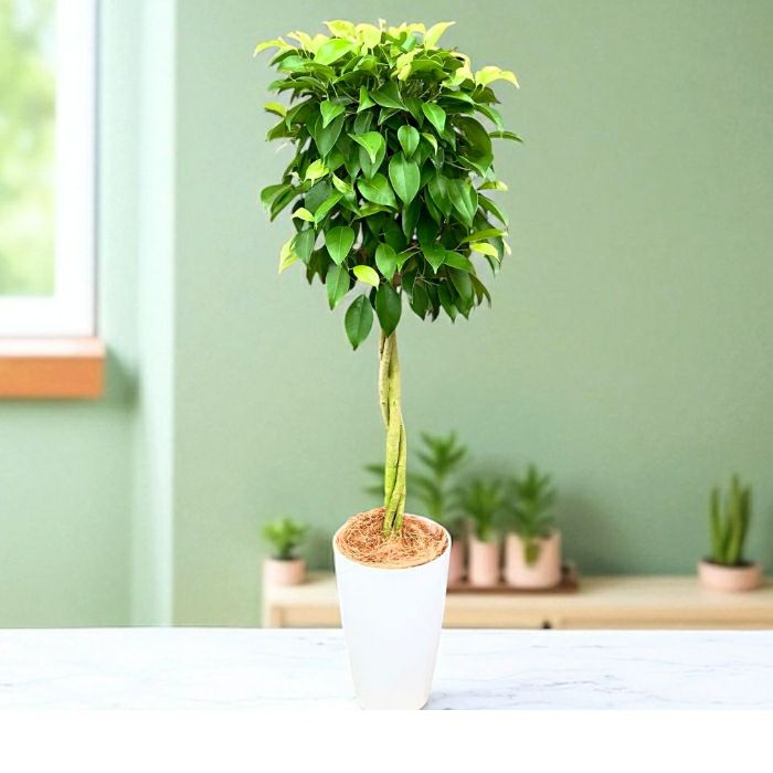フィカス・ベンジャミナ(ベンジャミン) 7号鉢 観葉植物 本物