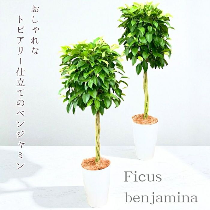 フィカス・ベンジャミナ(ベンジャミン) 7号鉢 観葉植物 本物