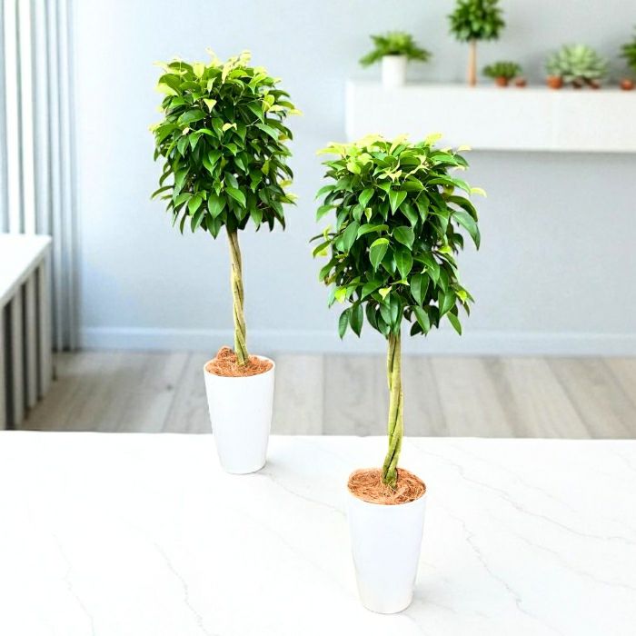 フィカス・ベンジャミナ(ベンジャミン) 7号鉢 観葉植物 本物