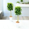 フィカス・ベンジャミナ(ベンジャミン) 7号鉢 観葉植物 本物