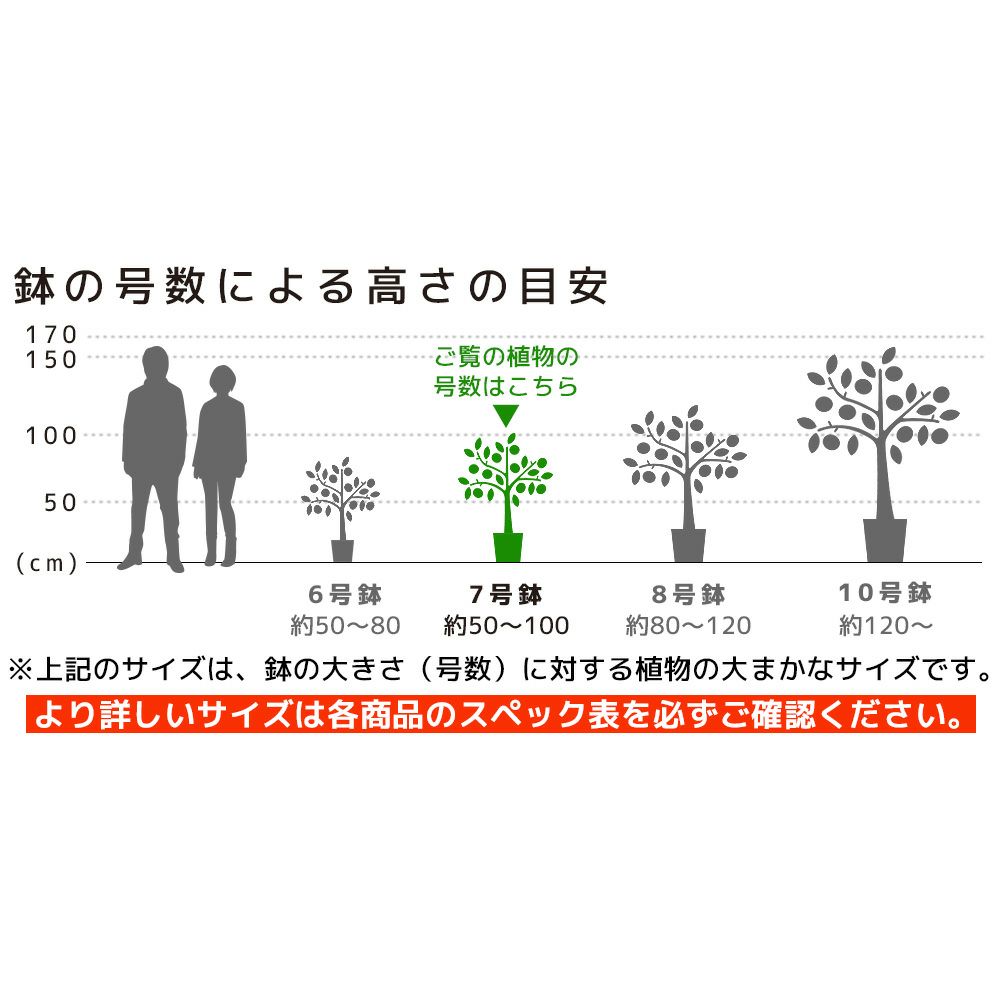 フィカス・ベンジャミナ(ベンジャミン) 7号鉢 観葉植物 本物