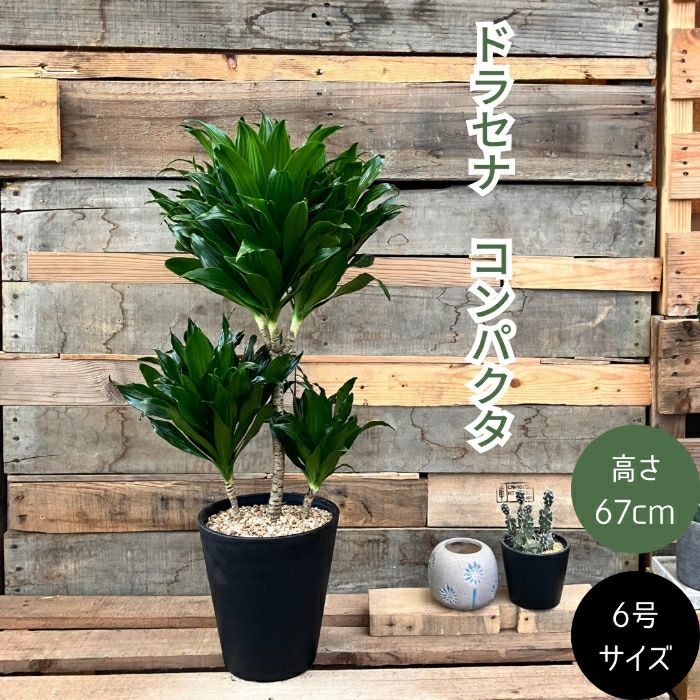 観葉植物現品販売