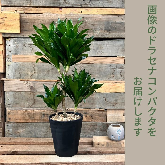 観葉植物現品販売