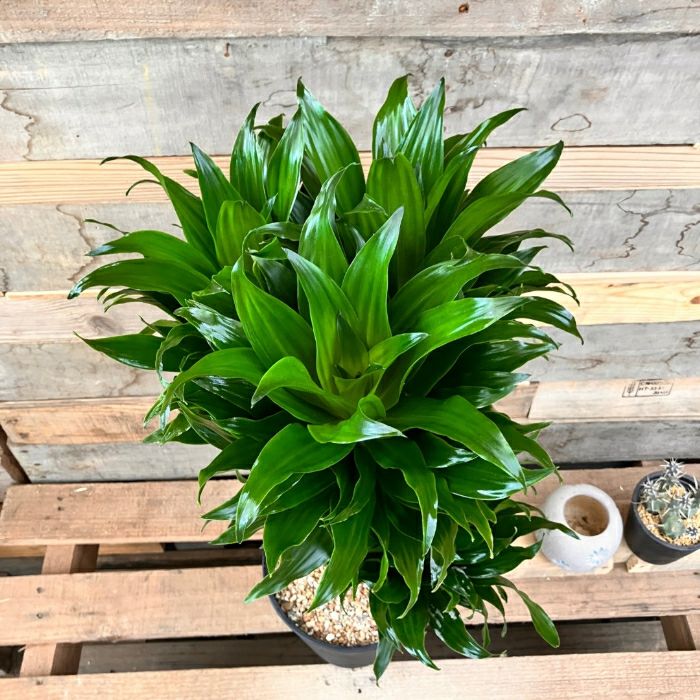観葉植物現品販売