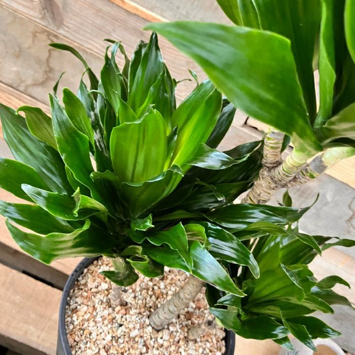 観葉植物現品販売