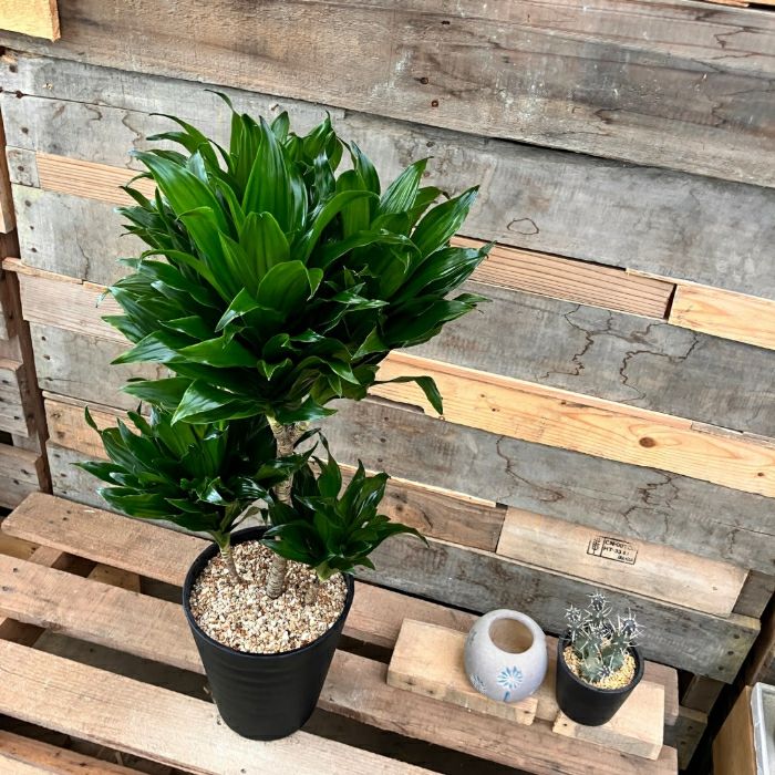 観葉植物現品販売