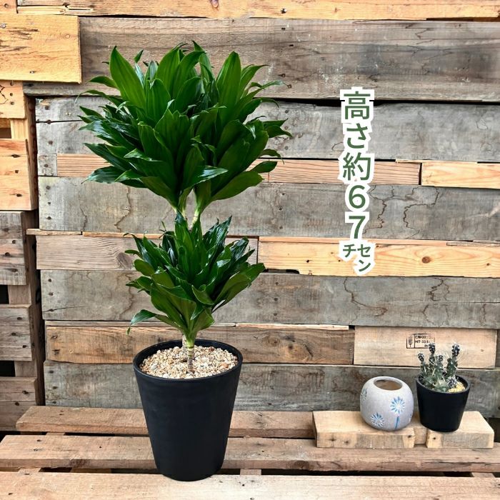 観葉植物現品販売