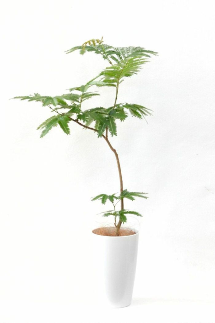 エバーフレッシュ7号鉢 観葉植物 本物